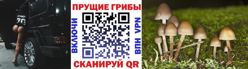 купить закладку  Волхов  Псилоцибиновые грибы мухоморы 